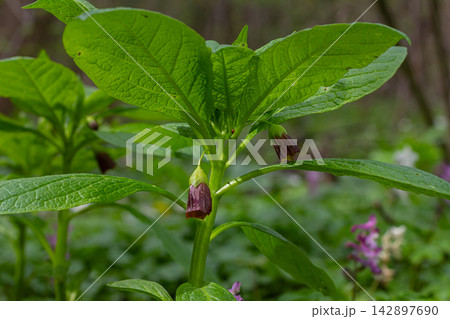 Spring bloom of Scopolia carniolica showcasing its distinct purple bell-shaped flowers among lush green foliage in a tranquil forest setting Spring bloom of Scopolia carniolica showcasing its distinct purple bell-shaped flowers among lush green foliage in a tranquil forest setting 142897690