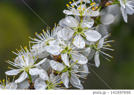 Beautiful white flowers of Prunus spinosa bloom on a spiny shrub in early spring showcasing nature's delicate beauty in a serene environment Beautiful white flowers of Prunus spinosa bloom on a spiny shrub in early spring showcasing nature's delicate beauty in a serene environment 142897698