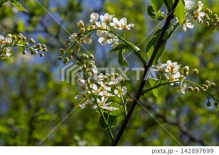 Spring branches of Prunus padus adorned with delicate white flowers against a vibrant green background showcasing the beauty of nature in bloom Spring branches of Prunus padus adorned with delicate white flowers against a vibrant green background showcasing the beauty of nature in bloom 142897699