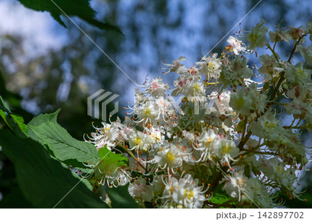 Blooming Horse Chestnut tree displays clusters of white flowers among verdant foliage in a serene park setting during late spring Blooming Horse Chestnut tree displays clusters of white flowers among verdant foliage in a serene park setting during late spring 142897702