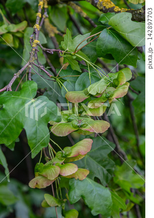 Field Maple tree displaying lobed leaves and paired samaras in a lush natural setting during late spring Field Maple tree displaying lobed leaves and paired samaras in a lush natural setting during late spring 142897703