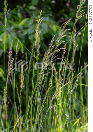 Common bentgrass flourishing in natural habitat during summer showcasing tall stems and delicate seed heads in a lush green environment Common bentgrass flourishing in natural habitat during summer showcasing tall stems and delicate seed heads in a lush green environment 142897705