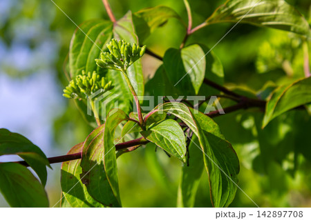 Common dogwood shrub features green leaves and budding flowers on a sunny day in spring showcasing its vibrant growth and unique red stems Common dogwood shrub features green leaves and budding flowers on a sunny day in spring showcasing its vibrant growth and unique red stems 142897708