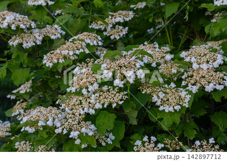 Blooming viburnum opulus displays abundant white flowers and lush green lobed leaves with a striking backdrop in early summer 142897712