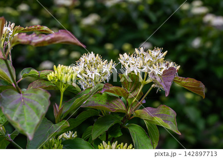 Discovering Cornus sanguinea blooms amidst lush greenery with striking red branches in a vibrant garden setting during early spring 142897713