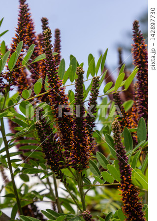 False indigo bush displays vibrant purple spike-like flowers amidst lush green foliage in a sunny garden setting 142897730
