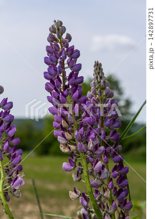 Lupinus polyphyllus displays tall purple flower spikes in a lush green field on a sunny day 142897731