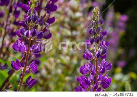 Tall purple flower spikes of Lupinus polyphyllus thrive in a sunny garden showcasing their vibrant colors during spring bloom 142897732