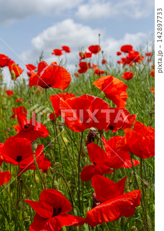 Vibrant field of Papaver rhoeas blossoms swaying in the gentle breeze under a bright blue sky during a sunny spring day Vibrant field of Papaver rhoeas blossoms swaying in the gentle breeze under a bright blue sky during a sunny spring day 142897733