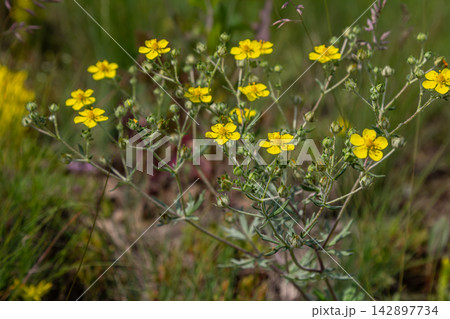 Yellow flowers of Potentilla argentea bloom abundantly revealing silvery leaves in a natural setting during a sunny afternoon in spring 142897734