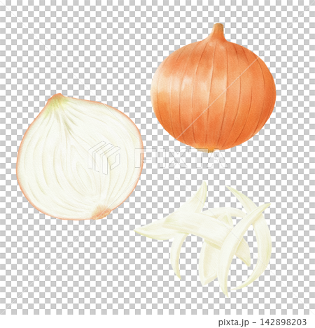 手繪洋蔥插圖集 手繪洋蔥插圖集 142898203