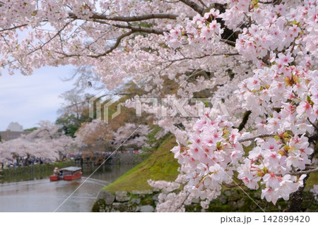 桜の花と彦根城の堀 桜の花と彦根城の堀 142899420
