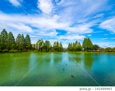 澄み渡る夏空と池の水辺を泳ぐ水鳥 142899465