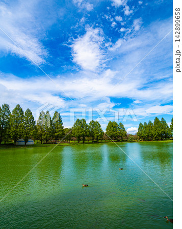 澄み渡る夏空と池の水辺を泳ぐ水鳥(縦構図) 澄み渡る夏空と池の水辺を泳ぐ水鳥(縦構図) 142899658
