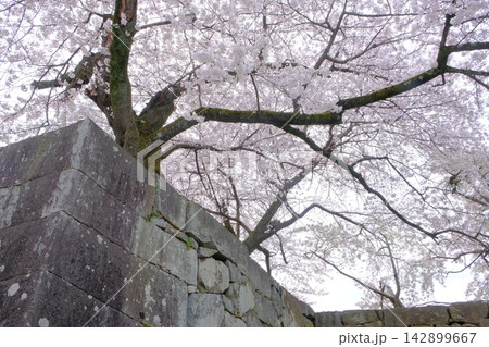 桜の花咲く彦根城の城壁 桜の花咲く彦根城の城壁 142899667