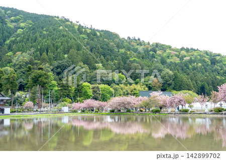 滋賀県長浜市 八重桜と水田に映った反射が美しい伊香具神社前の参道沿い 滋賀県長浜市 八重桜と水田に映った反射が美しい伊香具神社前の参道沿い 142899702