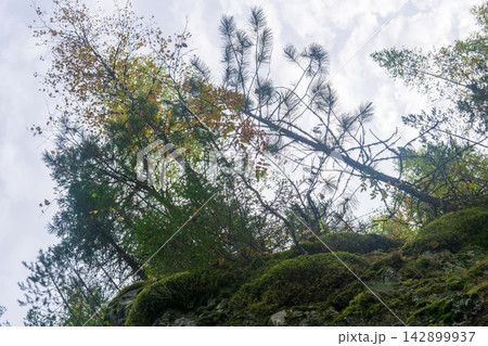 trees on a mossy rock in the autumn forest on a cloudy day. trees on a mossy rock in the autumn forest on a cloudy day. 142899937