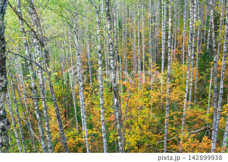 mountain birch forest in autumn colors with green, yellow and red leaves mountain birch forest in autumn colors with green, yellow and red leaves 142899938