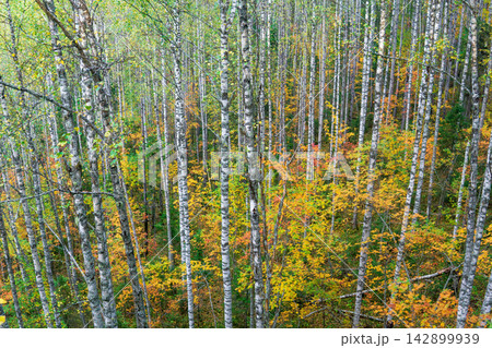 mountain birch forest in autumn colors with yellow, red and green leaves, top view mountain birch forest in autumn colors with yellow, red and green leaves, top view 142899939