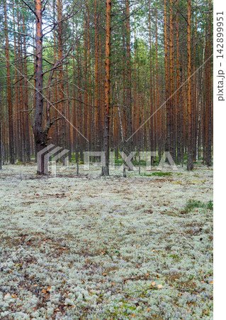 Landscape of pine forest with ground covered with white moss. Landscape of pine forest with ground covered with white moss. 142899951