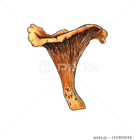 Chanterelle mushroom painted with vivid ink and watercolor. Suitable for nature illustrations, autumn designs, food themes and decorative projects. Chanterelle mushroom painted with vivid ink and watercolor. Suitable for nature illustrations, autumn designs, food themes and decorative projects. 142900048