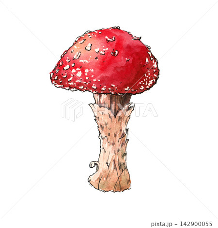 Bright fly agaric mushroom illustrated with ink and watercolor. Suitable for autumn designs, nature projects, botanical prints, stickers and seasonal decorations. Bright fly agaric mushroom illustrated with ink and watercolor. Suitable for autumn designs, nature projects, botanical prints, stickers and seasonal decorations. 142900055