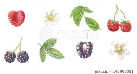 Raspberry, blackberry set, whole, half berries, leaves, flowers. Hand-painted watercolor illustration isolated on white for food, tea, jam, desserts, drinks, branding, stickers, cards, recipes, design Raspberry, blackberry set, whole, half berries, leaves, flowers. Hand-painted watercolor illustration isolated on white for food, tea, jam, desserts, drinks, branding, stickers, cards, recipes, design 142900081