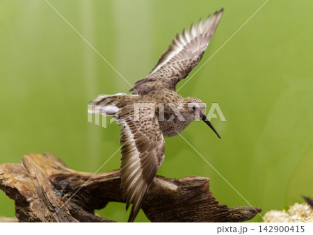 A museum taxidermy exhibit of a wader or shorebird with wings spread wide, landing on a piece of wood against a green background at a museum in Dessau, Germany. The preserved bird specimen is shown in A museum taxidermy exhibit of a wader or shorebird with wings spread wide, landing on a piece of wood against a green background at a museum in Dessau, Germany. The preserved bird specimen is shown in 142900415