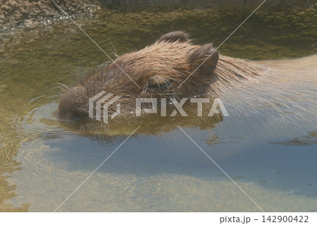 水を浴びて笑顔のカピパラ 水を浴びて笑顔のカピパラ 142900422