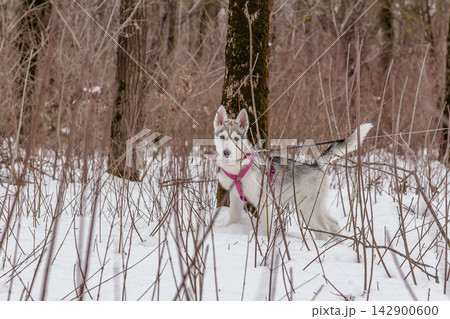 A cute Siberian Husky puppy wearing a pink harness stands in a snowy forest. A cute Siberian Husky puppy wearing a pink harness stands in a snowy forest. 142900600