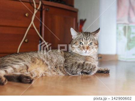 A beautiful tabby cat lying down on a wooden floor inside a cozy home. A beautiful tabby cat lying down on a wooden floor inside a cozy home. 142900602