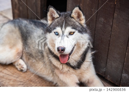 Siberian Husky dog with blue and brown eyes looking at camera. Heterochromia creates distinctive appearance in purebred northern dog portrait Siberian Husky dog with blue and brown eyes looking at camera. Heterochromia creates distinctive appearance in purebred northern dog portrait 142900836