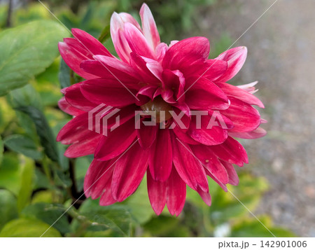 濃い紅色の花びらが重なるダリア 濃い紅色の花びらが重なるダリア 142901006