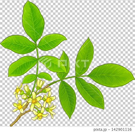 Mafura Branch Colored Detailed Illustration Mafura Branch Colored Detailed Illustration 142901116