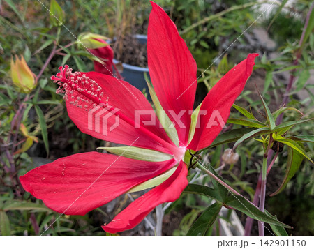 大きく花びらを広げる鮮紅色のモミジアオイ 大きく花びらを広げる鮮紅色のモミジアオイ 142901150
