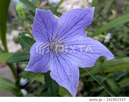 紫の花脈が美しいキキョウの一輪 紫の花脈が美しいキキョウの一輪 142901547