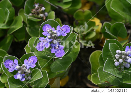 砂浜に咲くハマゴウの花 142902113