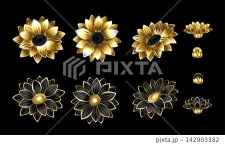 Set of golden daisy chrysanthemums Set of golden daisy chrysanthemums 142903382
