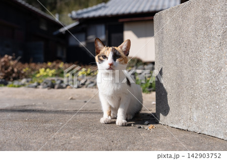 路地で座る可愛い野良猫 路地で座る可愛い野良猫 142903752