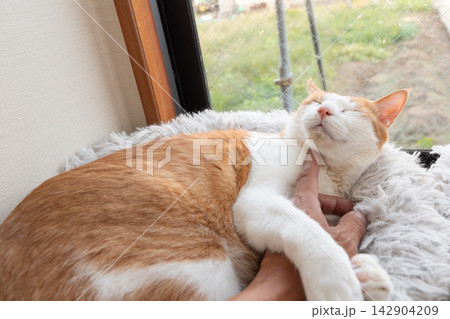 猫を撫でる 茶トラ白 猫を撫でる 茶トラ白 142904209