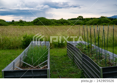 Metal raised garden beds with young vegetables in a sustainable backyard garden under cloudy sky 142905026