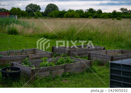 Raised garden beds with young vegetable plants in a backyard near a modern modular home 142905032