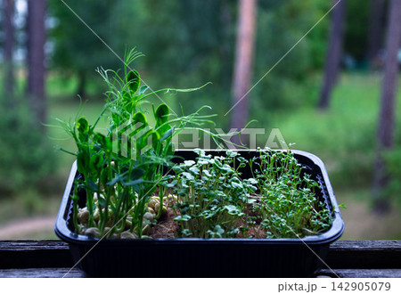 Freshly grown microgreens in a black container on a wooden surface outdoors Freshly grown microgreens in a black container on a wooden surface outdoors 142905079