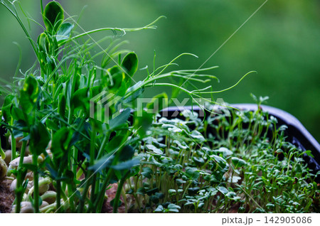 Vibrant green microgreens growing in a tray with shallow depth of field 142905086