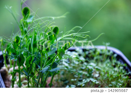 Vibrant green microgreens growing in a tray with a soft bokeh background Vibrant green microgreens growing in a tray with a soft bokeh background 142905087
