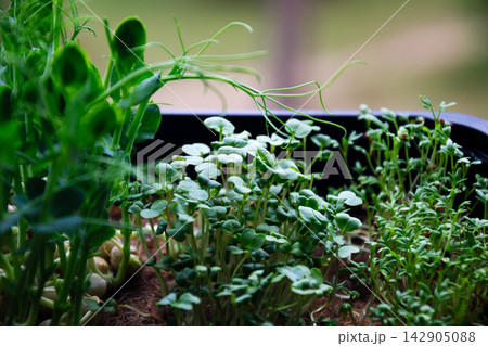 Close-up of vibrant green microgreens growing in a dark container with shallow depth of field Close-up of vibrant green microgreens growing in a dark container with shallow depth of field 142905088
