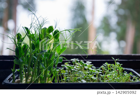 Freshly grown microgreens in a tray on a windowsill, ready for harvest Freshly grown microgreens in a tray on a windowsill, ready for harvest 142905092