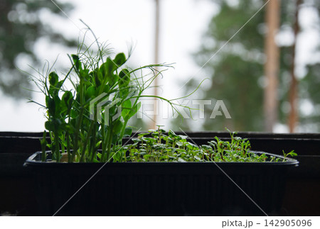 Young green sprouts growing in a black container on a windowsill Young green sprouts growing in a black container on a windowsill 142905096