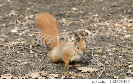 squirrel 142905406