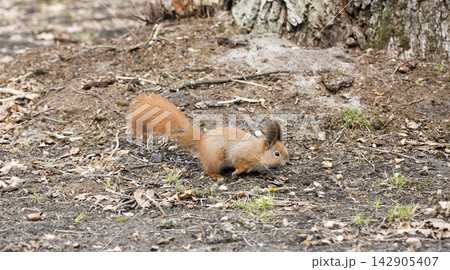 squirrel squirrel 142905407
